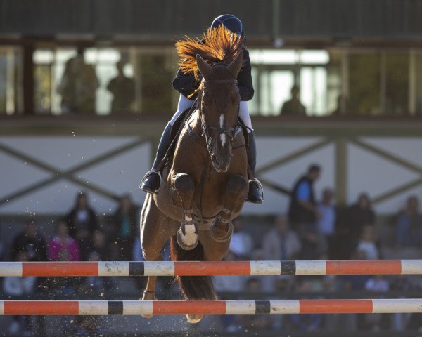 jumper Vakao des Brimbelles (Selle Français, 2009, from Kannan)