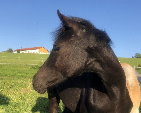 Pferd Real Black Pearl (Deutsches Sportpferd, 2019, von Finest)