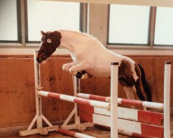 Deckhengst Charm of Magic (Deutsches Reitpony, 2007, von Charm of Nibelungen)