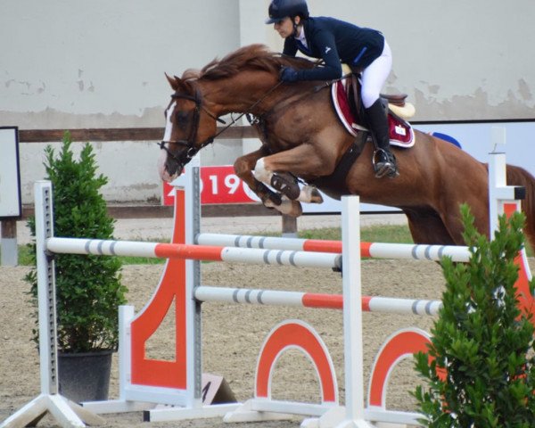 jumper Raznos Jumper (Bulgarian Warmblood, 2008, from Rascalino)