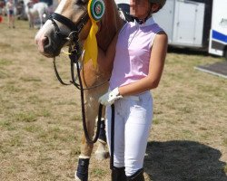 Dressurpferd Amino 13 (Haflinger, 2015, von Arachon II)
