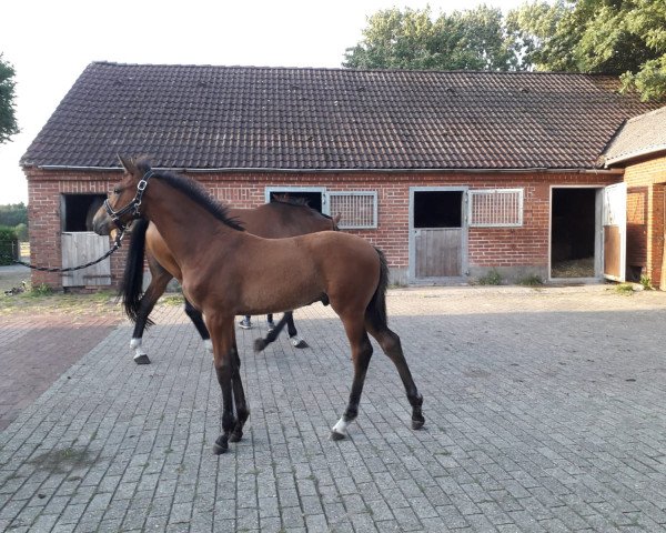 horse Caruso (Oldenburg show jumper, 2019, from Canoso)