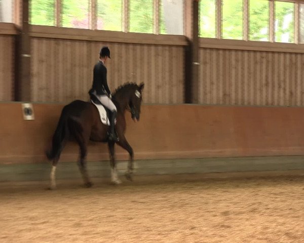 Reitturnier Fröndenberg 2016