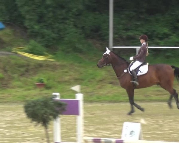Reitturnier Viersen-Dülken 2016 - Kleines Sommerturnier
