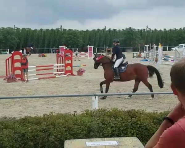 Springpferd Carlos Magnus (Westfale, 2013, von Calmaro) Springpferd Carlos Magnus (Westfale, 2013, von Calmaro)