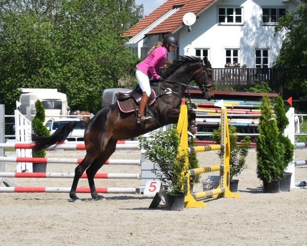 jumper A Funny Girl (KWPN (Royal Dutch Sporthorse), 2010, from Quality Time)