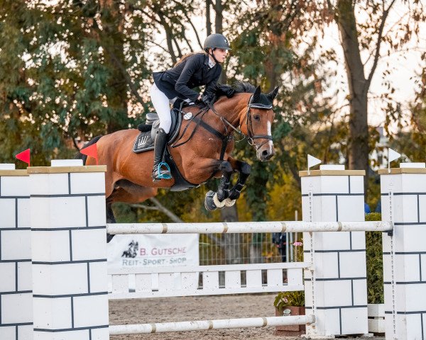 broodmare Esprit 388 (KWPN (Royal Dutch Sporthorse), 2009, from Zeus)