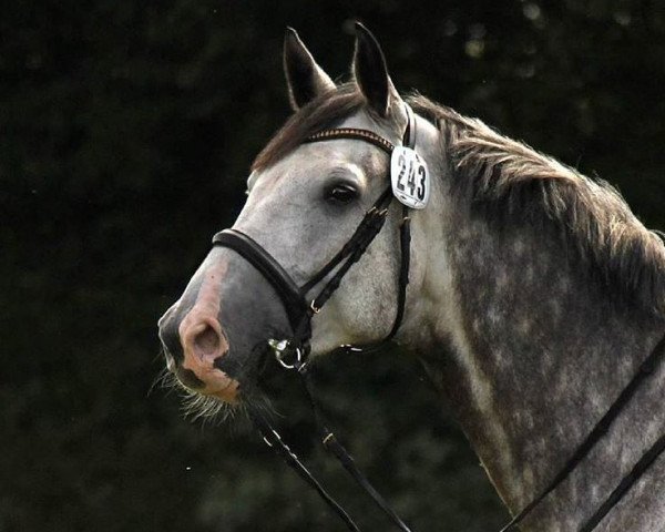Springpferd Casabi Rn (Holsteiner, 2010, von Cachas)