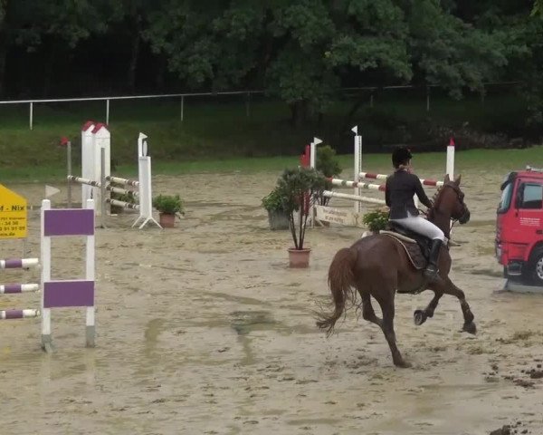 Reitturnier Viersen-Dülken 2016 - Kleines Sommerturnier