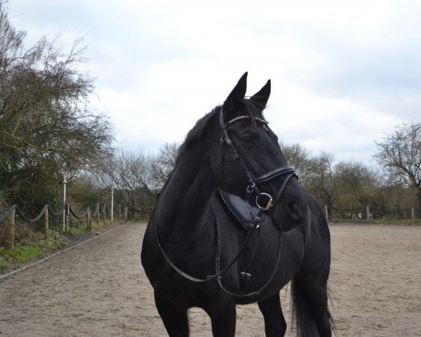 horse Wonderful Eve (German Warmblood, 2007, from Camaro)