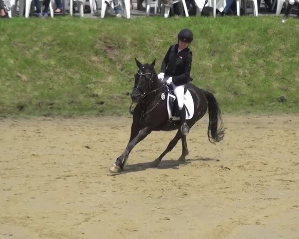 Reitturnier Viersen-Dülken 2016 - Kleines Sommerturnier