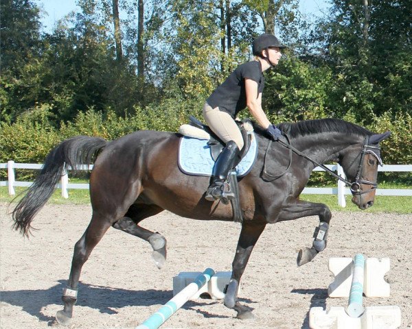 Pferd Prado (Trakehner, 2003, von Herzkristall)