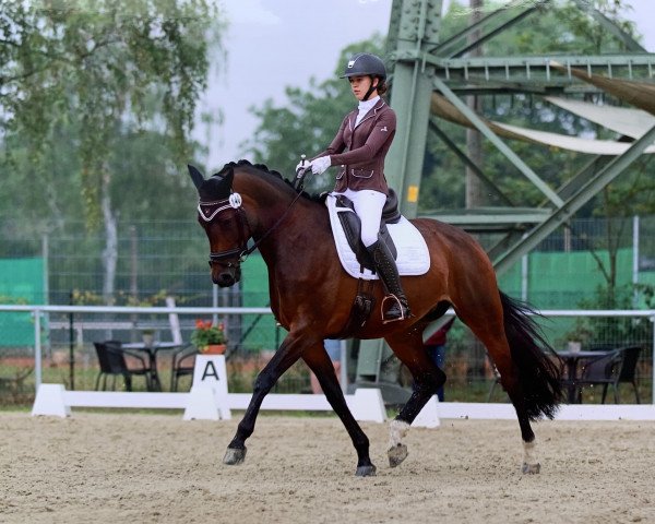 Dressurpferd Frieda Gold 20 (Württemberger, 2011, von Fürst Romancier)