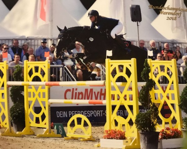 Springpferd Pertino 2 (Hannoveraner, 2012, von Perigueux)