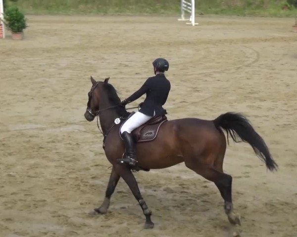 Reitturnier Viersen-Dülken 2016 - Kleines Sommerturnier