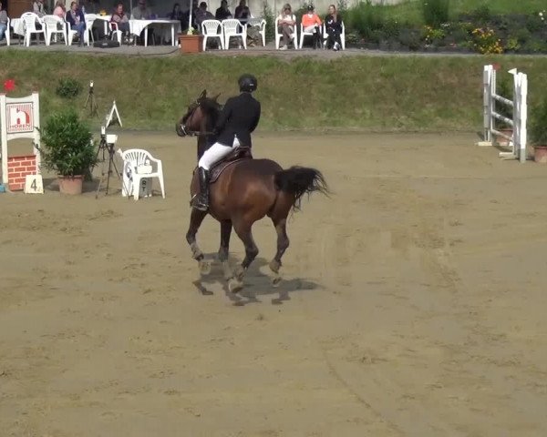 Reitturnier Viersen-Dülken 2016 - Kleines Sommerturnier