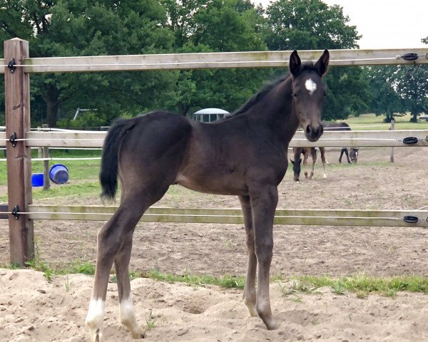 Pferd Don Nair (Oldenburger, 2018, von Don Martillo)