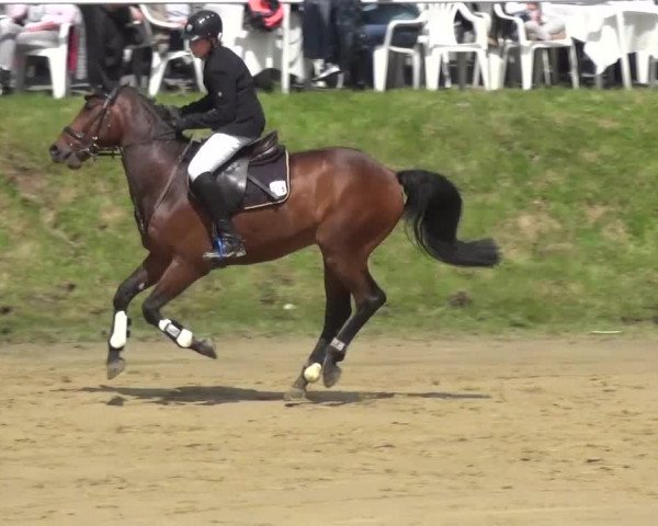 Reitturnier Viersen-Dülken 2016 - Kleines Sommerturnier