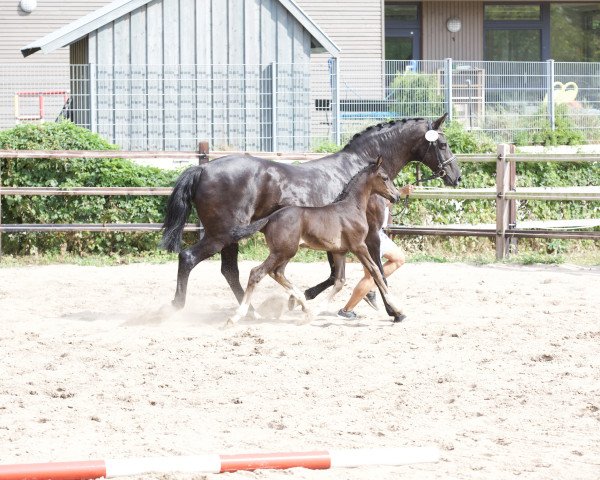 Pferd Don Avegnio (Oldenburger, 2018, von Don Martillo)