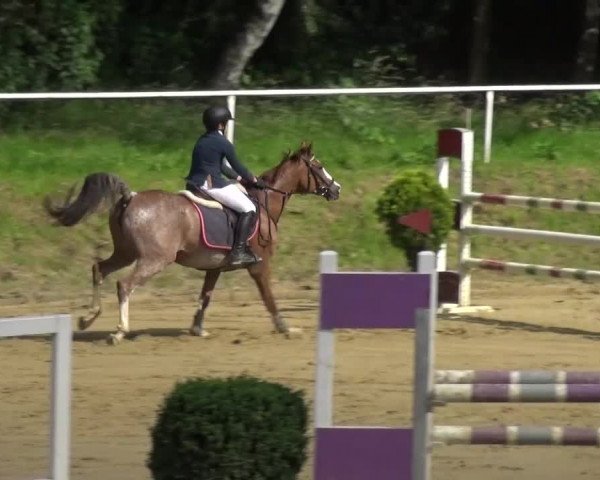 Reitturnier Viersen-Dülken 2016 - Kleines Sommerturnier
