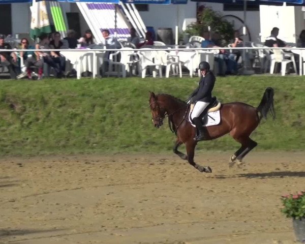 Reitturnier Viersen-Dülken 2016 - Kleines Sommerturnier