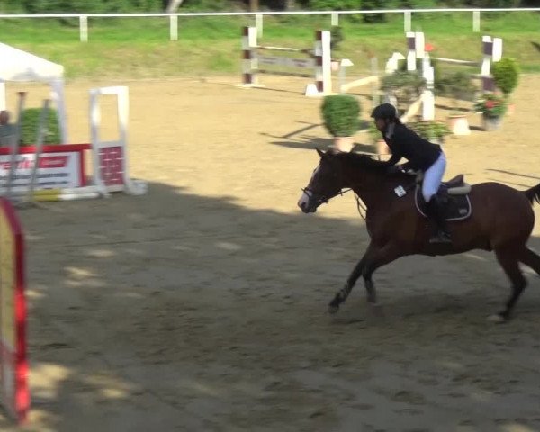 Reitturnier Viersen-Dülken 2016 - Kleines Sommerturnier