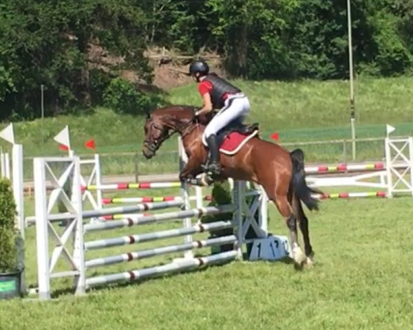 Springpferd Passoa (Nederlands Welsh Ridepony, 2011, von Orchard Red Prince)