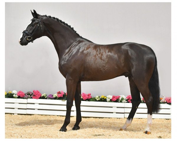 stallion WhatsApp MT (Oldenburg, 2016, from Weltmeyer)