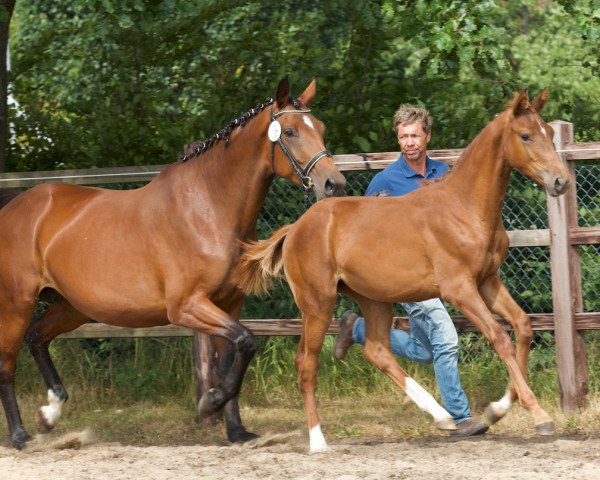 horse Lonkens Malkia (Oldenburg, 2019, from Don Martillo)