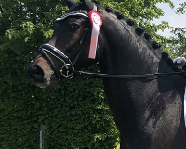dressage horse Fandango (Oldenburg, 2014, from Franziskus FRH)