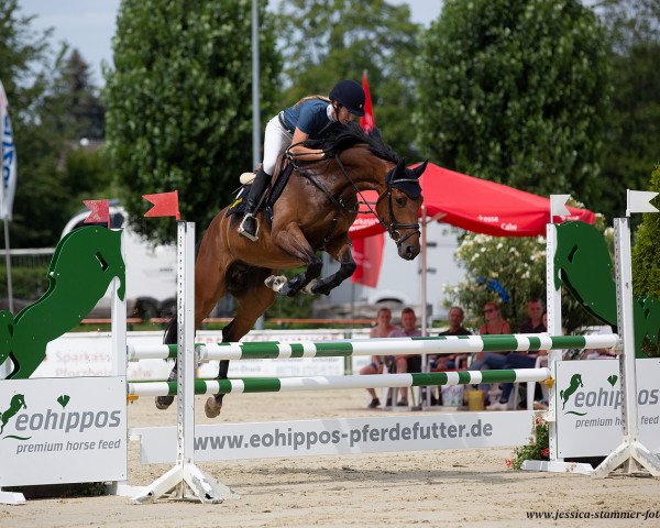 jumper Ignatz H (German Sport Horse, 2015, from Inliner)