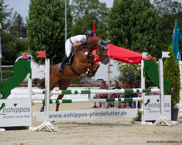 broodmare Colline K (German Sport Horse, 2015, from Cassilano)