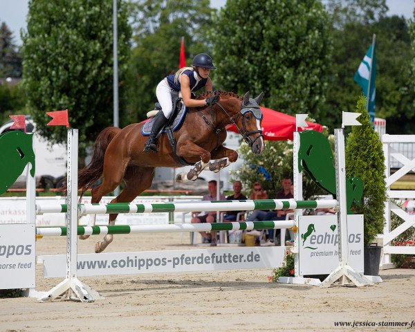 jumper Daisy Dream K (German Sport Horse, 2015, from Tailormade's Diarado's Boy 256 FIN)