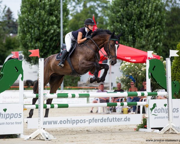 jumper Ciacomo's Casanova B (German Sport Horse, 2015, from Ciacomo)