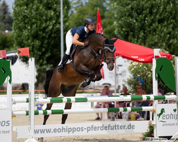 Springpferd Christo 43 (Deutsches Sportpferd, 2015, von Christdorn)