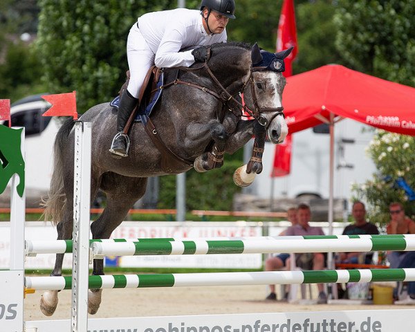 jumper Carmina Blanche (German Sport Horse, 2015, from Clarimo Ask)