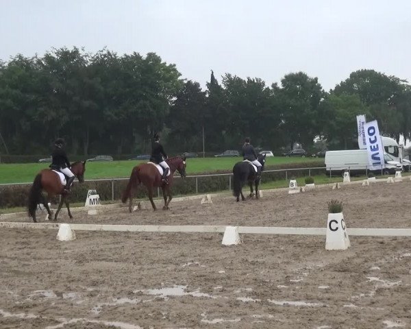 Heinsberger Dressur- und Springtage 2016