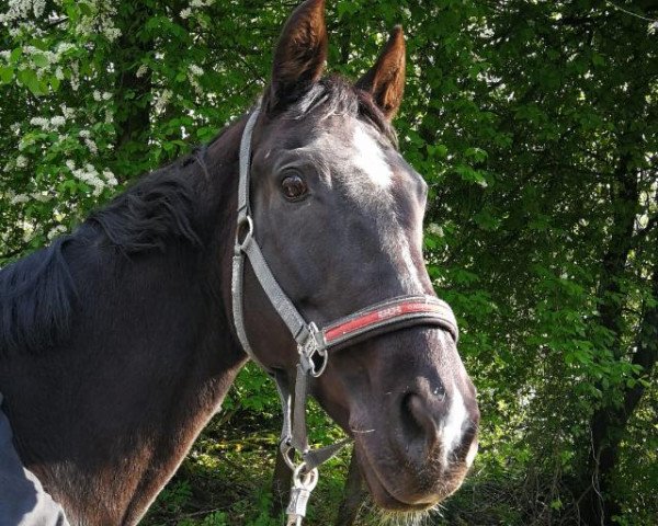 broodmare Xesca (Westphalian, 2000, from Almox Prints J)