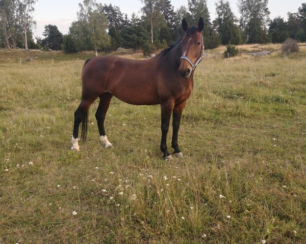 horse Carmen (Lipizzaner, 2012, from Pluto XV-21)