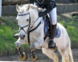 jumper Bobby Black (Kleines Deutsches Pony, 2004)