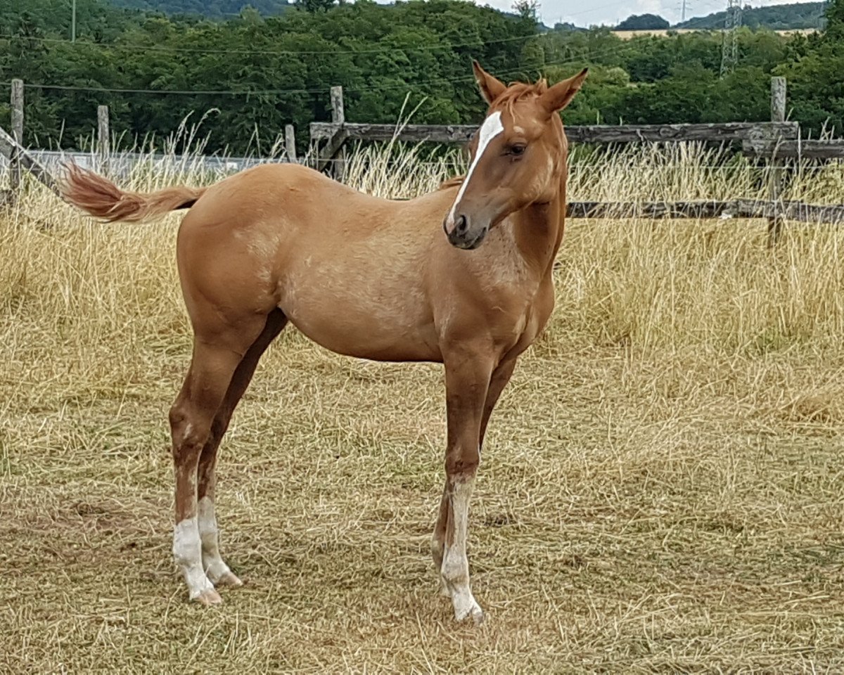 Pferd AM Special Twist (Quarter Horse, 2019)