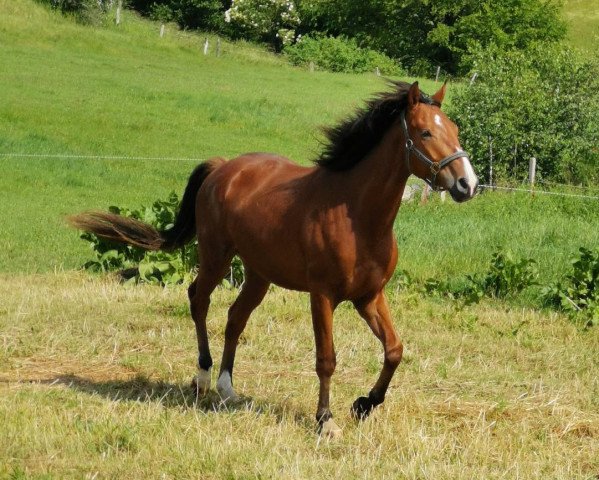 Pferd Bl's Serafino (Anglo Europäisches Sportpferd, 2016, von Spezial Color R)