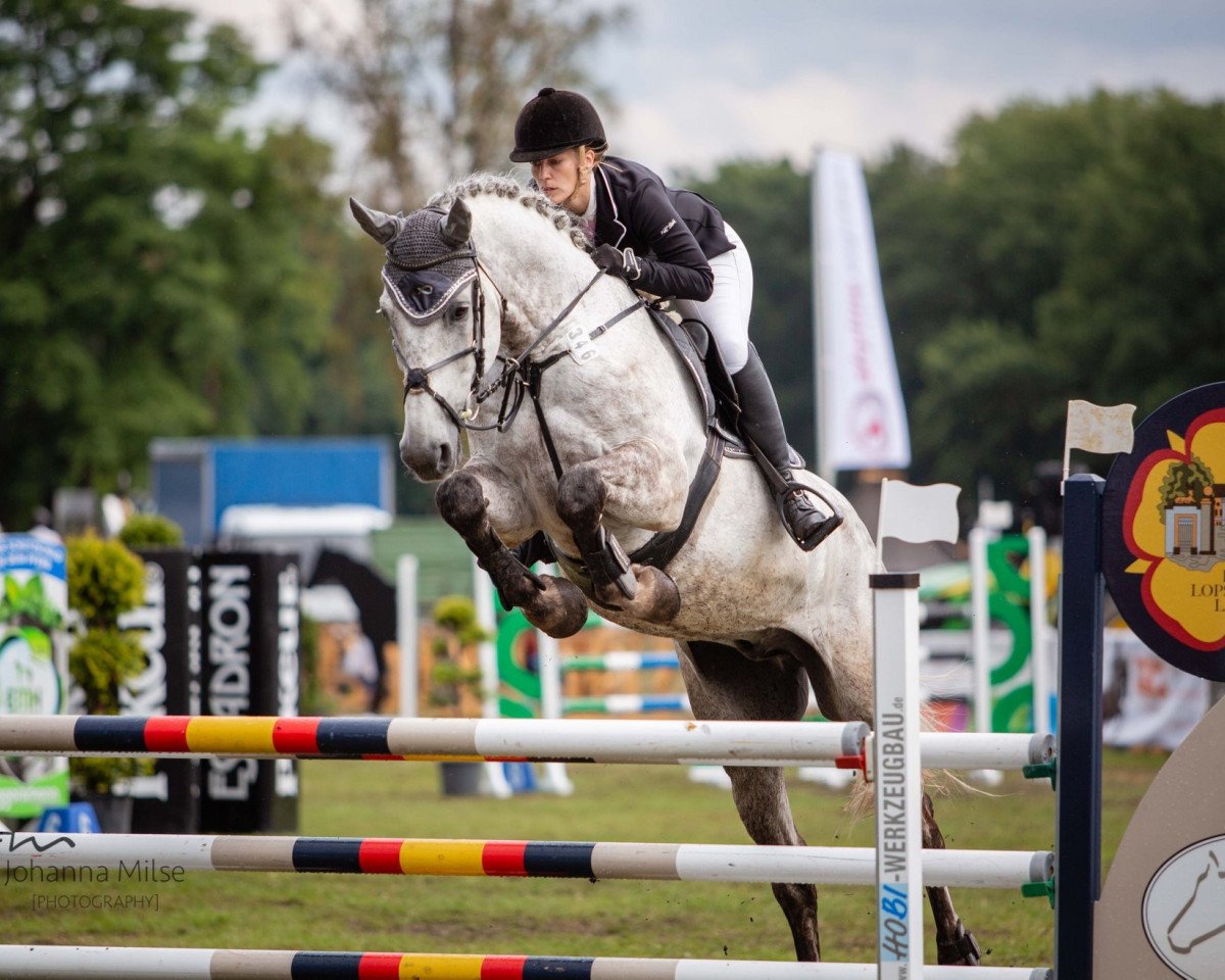 Jumper Kalle (Westphalian, 2008, from Cornado NRW)