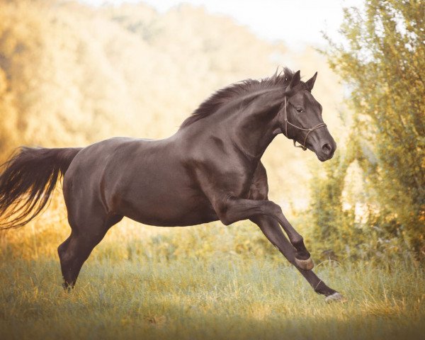 horse Frieda (Hanoverian, 2015, from Finest)