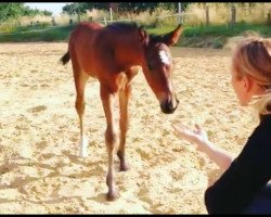 jumper Zumera P (Westphalian, 2019, from Zinedine)