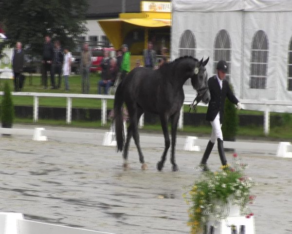 Reitturnier Melle-Ostenfelde 2016