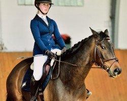 jumper Amazing Anton (Westphalian, 2015, from Amantinus Dream)