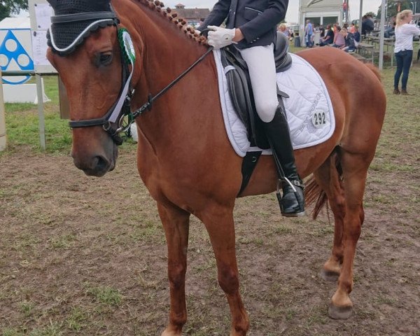 dressage horse Eldorado's Night Stalker (New Forest Pony, 2004, from Hoppenhof's Shardon)