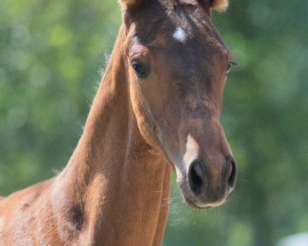 horse Perikles (Trakehner, 2019, from Herakles TSF)