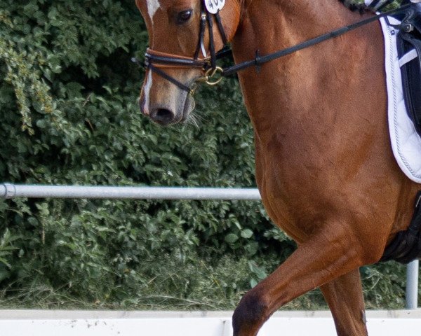 Dressurpferd Renegade's Regent (Deutsches Sportpferd, 2010, von Renegate)